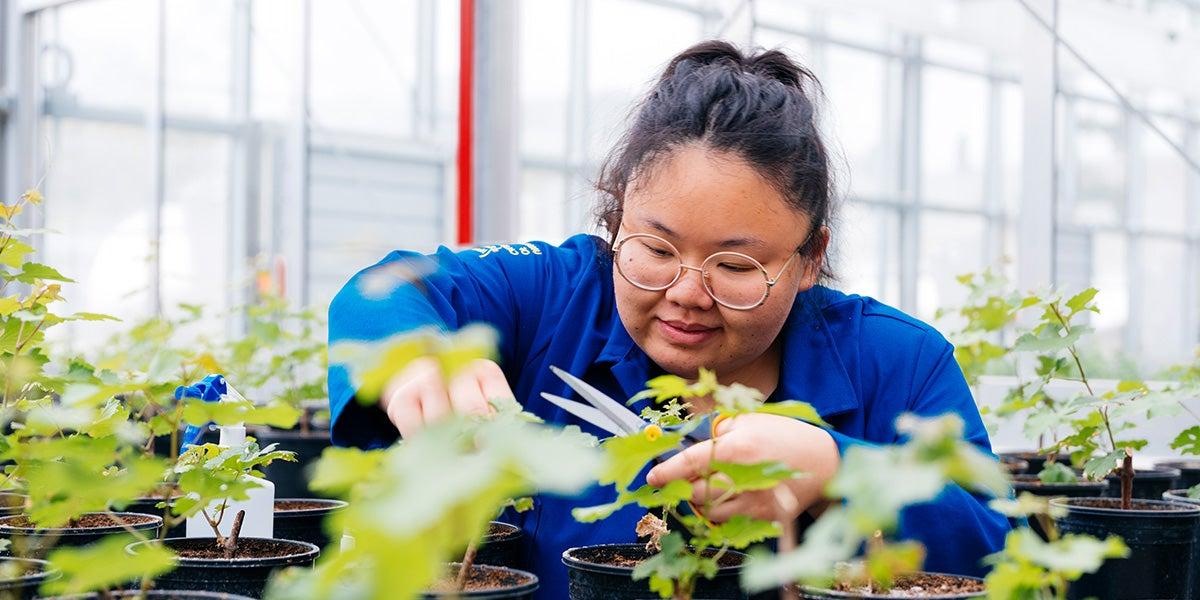 十大网赌网址平台首页的学生在温室里检查植物